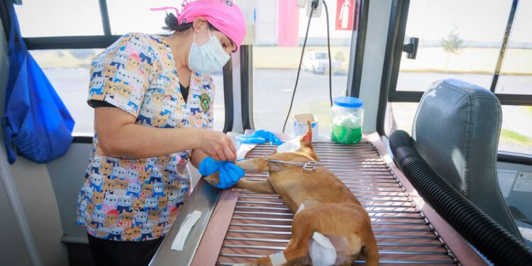 ¡Esteriliza a tu mascota y mejora su calidad de vida! Programa tu cita para la esterilización gratuita en la UAEMéx. ¡Llama al 7292345815!