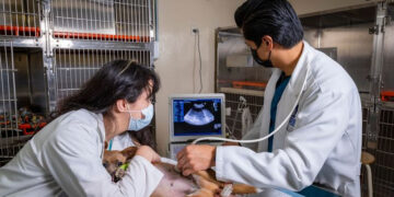 Un perro o un gato comienza a ser un adulto mayor a partir de los seis años de edad, ya que comienzan a envejecer y a partir de los 10 años, ya se considera como paciente geriátrico.