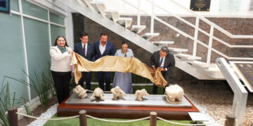 La Muela es un juego en donde un equipo de Timoteos odontólogos intentan extraer una muela desproporcionada, así como el arqueólogo busca un gran tesoro y lo desentierran, mencionó el autor.