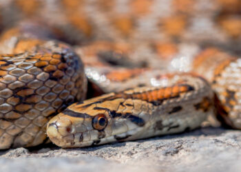 Existen alrededor de 200 especies venenosas en el Estado de México, pero no deben ser atacadas