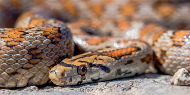 Existen alrededor de 200 especies venenosas en el Estado de México, pero no deben ser atacadas