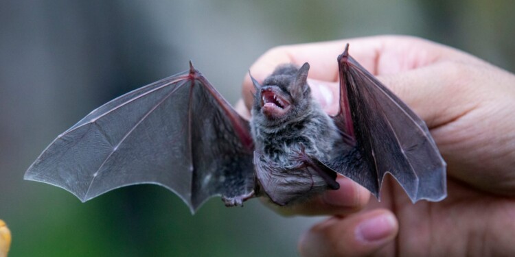 Leopoldo Islas Flores, académico de la UAEMéx, llama a erradicar mitos y reconocer su papel como polinizadores, dispersores de semillas y controladores de plagas.