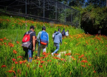 La UAEMéx realizará en Tenancingo el Festival de las Tigridias con recorridos, senderismo y actividades gratuitas del 15 al 26 de julio.