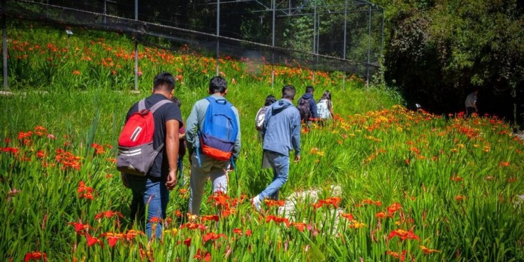 La UAEMéx realizará en Tenancingo el Festival de las Tigridias con recorridos, senderismo y actividades gratuitas del 15 al 26 de julio.
